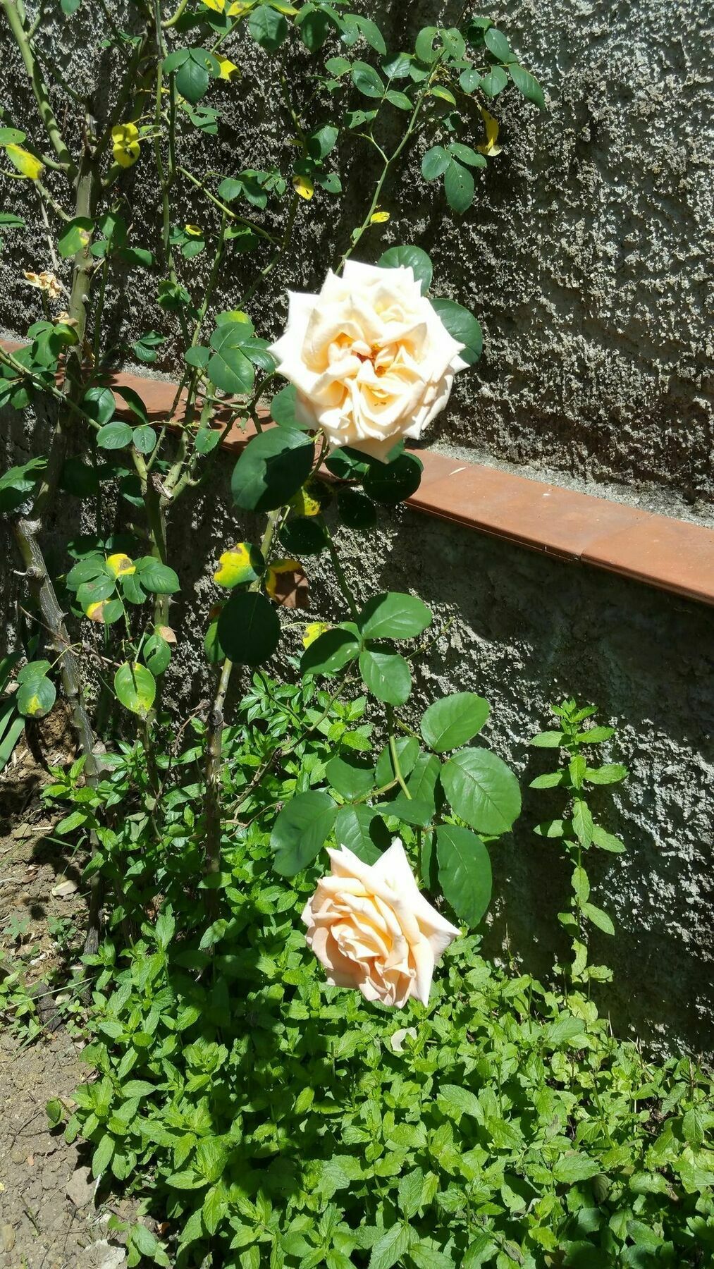 La Villa Nei Fiori Florence Extérieur photo